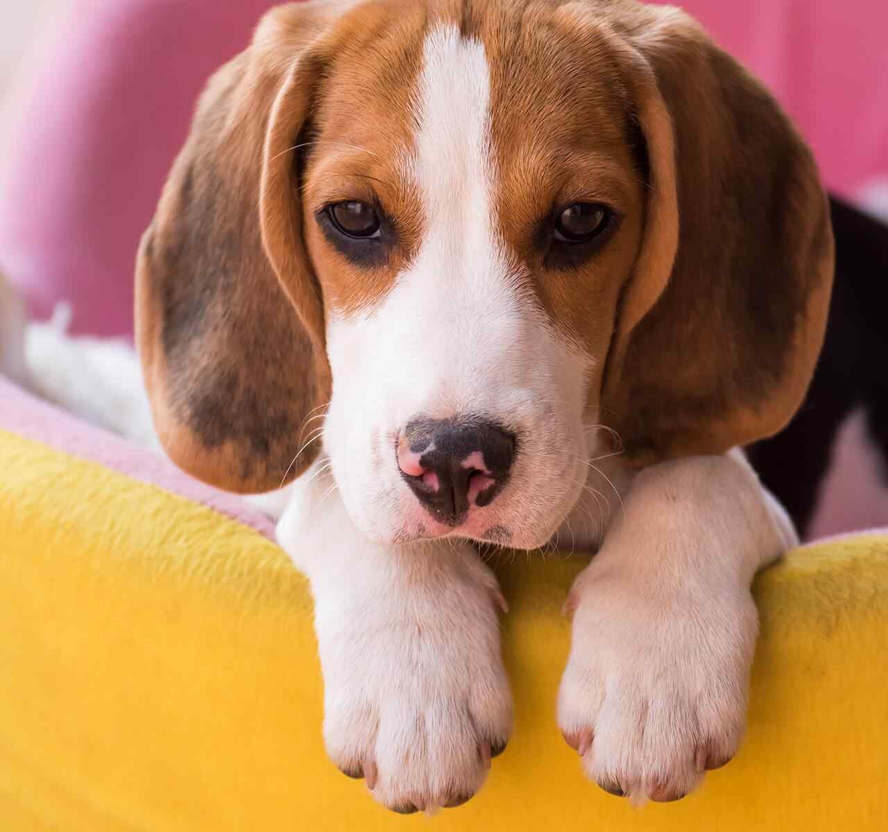 https://fireteamk9s.com/wp-content/uploads/2018/09/post_02-1-1280x1200.jpg