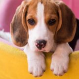 https://fireteamk9s.com/wp-content/uploads/2018/09/post_02-1-160x160.jpg