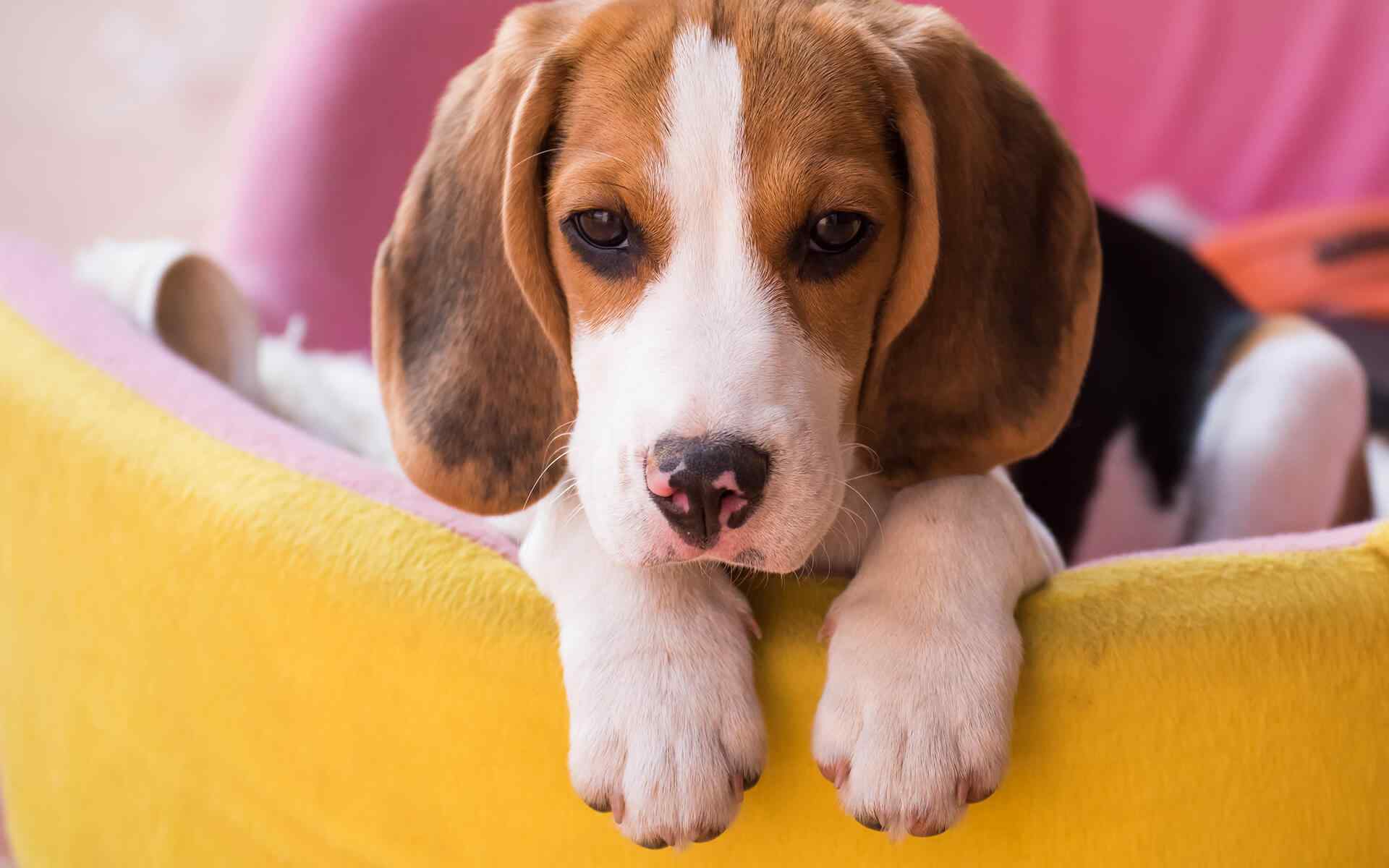 https://fireteamk9s.com/wp-content/uploads/2018/09/post_02-1.jpg