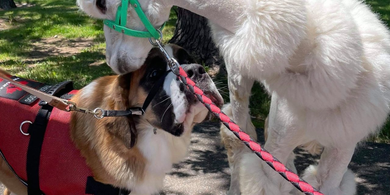 Therapy Dog Hachi meets an alpaca at Llama-zing Adventure