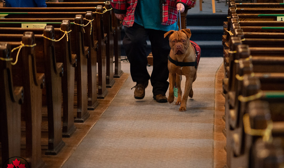 Learning to Balance: Understanding Stress Responses Through Dogs