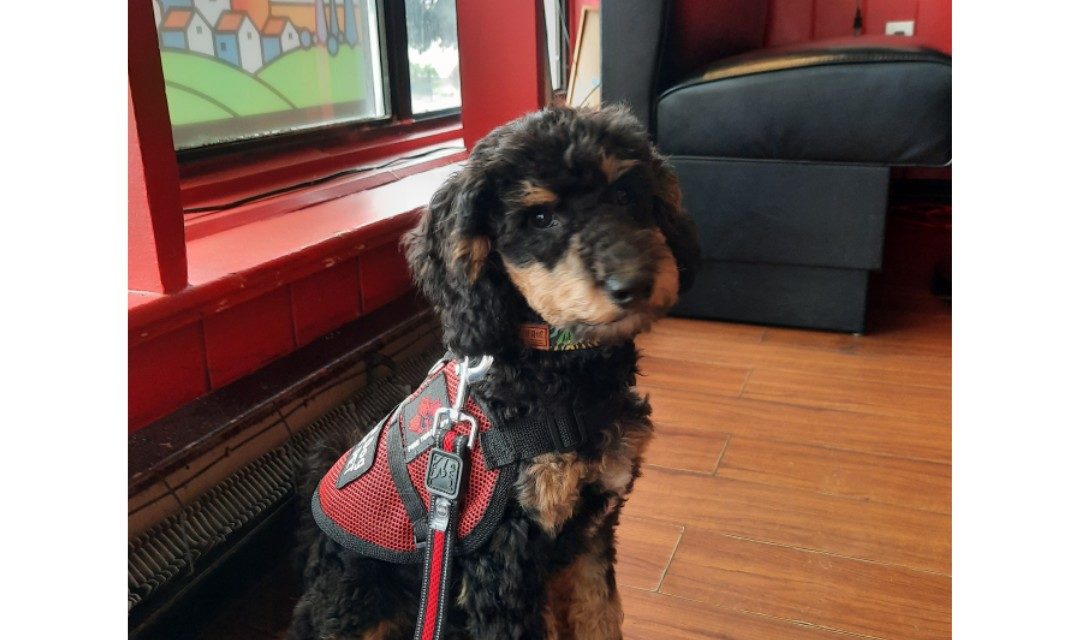 learning to sit and wait patiently in public spaces, Pembroke Ontario