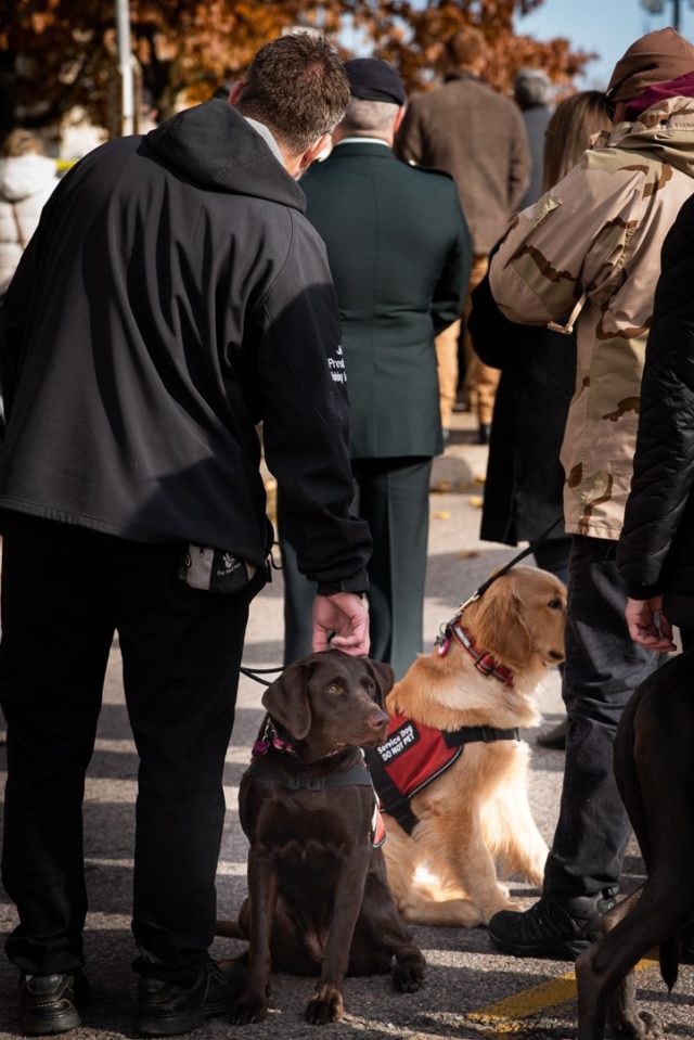 dog training pembroke ontario