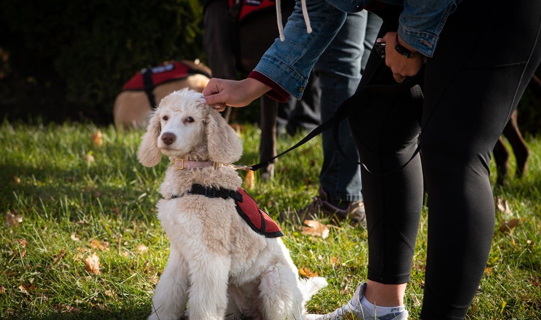 Movement Matters: How Dogs Can Encourage Physical Activity