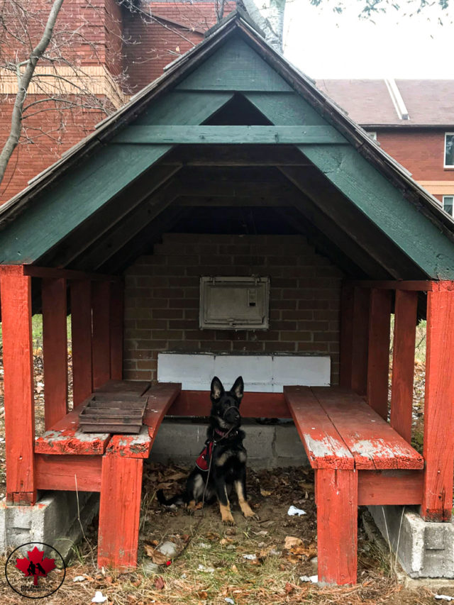 dog training, ottawa valley