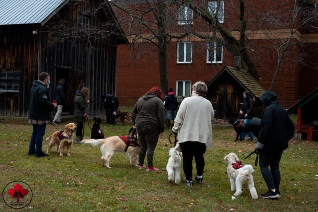 dog training pembroke