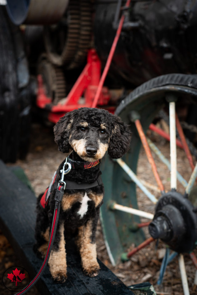 dog training pembroke