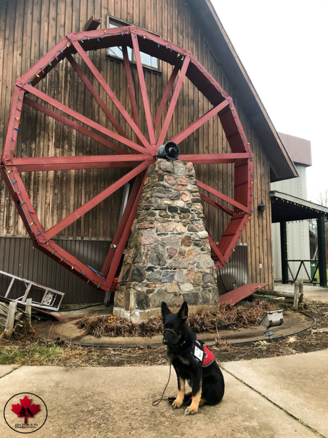 obedience dog training pembroke