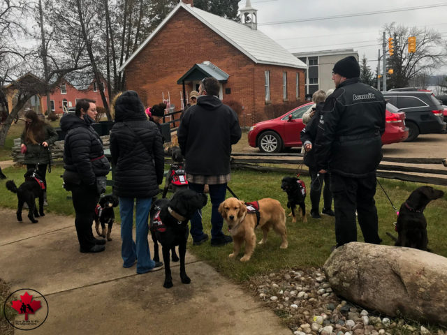 dog training obedience