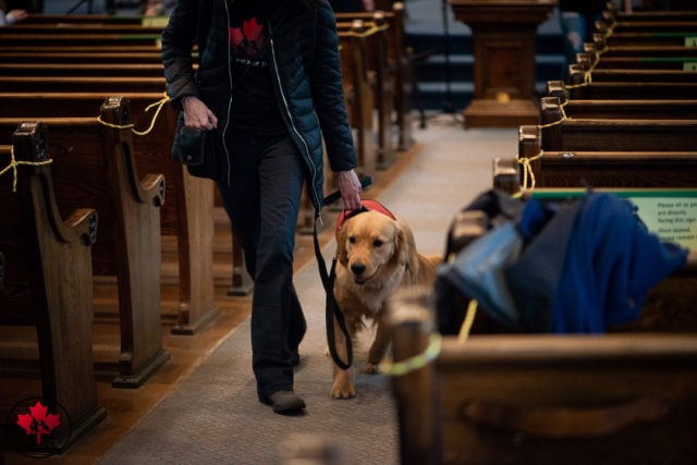 dog training in pembroke Ontario