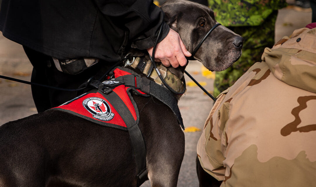 We Remember: Fire Team K9 Service Dogs helping to combat PTSD in The Valley