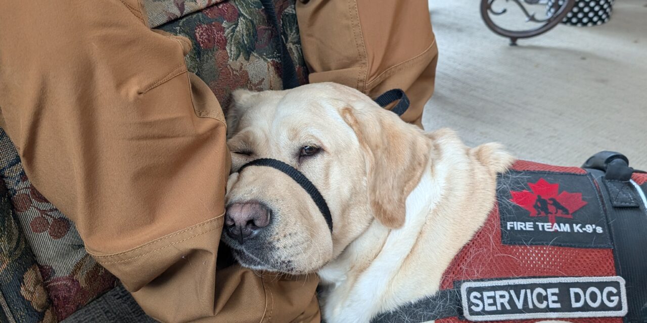 ‘Made the world safer’: PTSD vet meets service dog