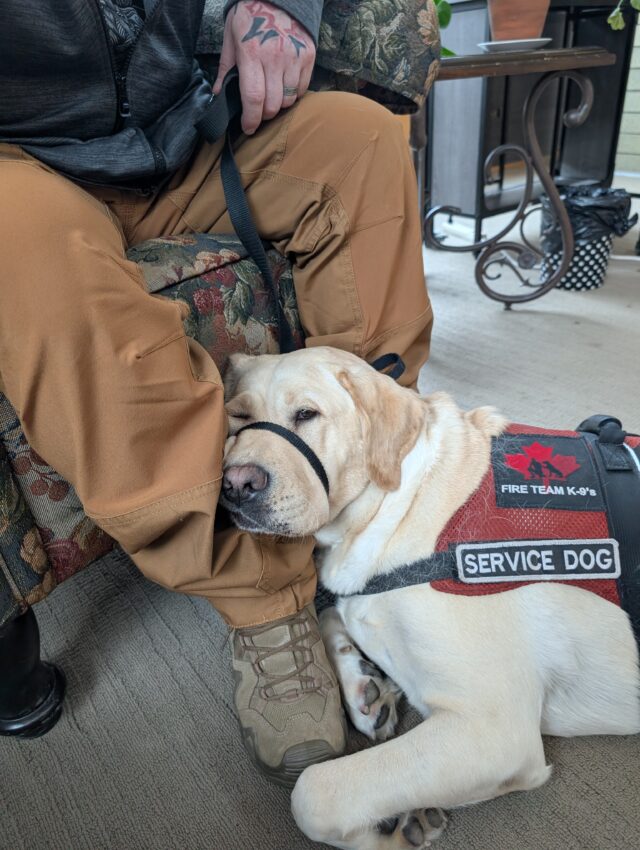 ‘Made the world safer’: PTSD vet meets service dog