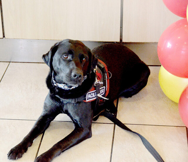 FTK9 Facility Dog Daisy in the spotlight