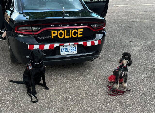 What Difference Can 11 Minutes Make? Therapy Dogs and Workplace Stress in Policing