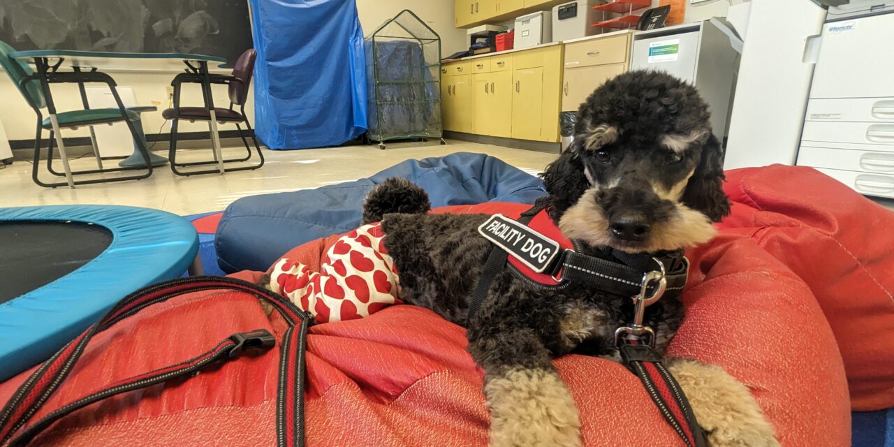 How Is a Fire Team K9 Facility Dog Different From a Therapy Dog?