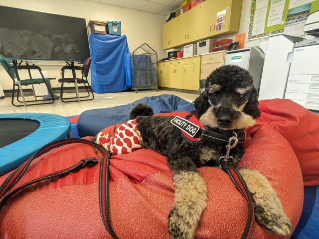How Is a Fire Team K9 Facility Dog Different From a Therapy Dog?