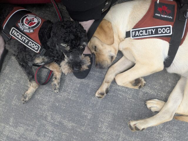 Why Police Employees Valued Their Therapy Dog Visits: Findings From Eight RCMP Interviews