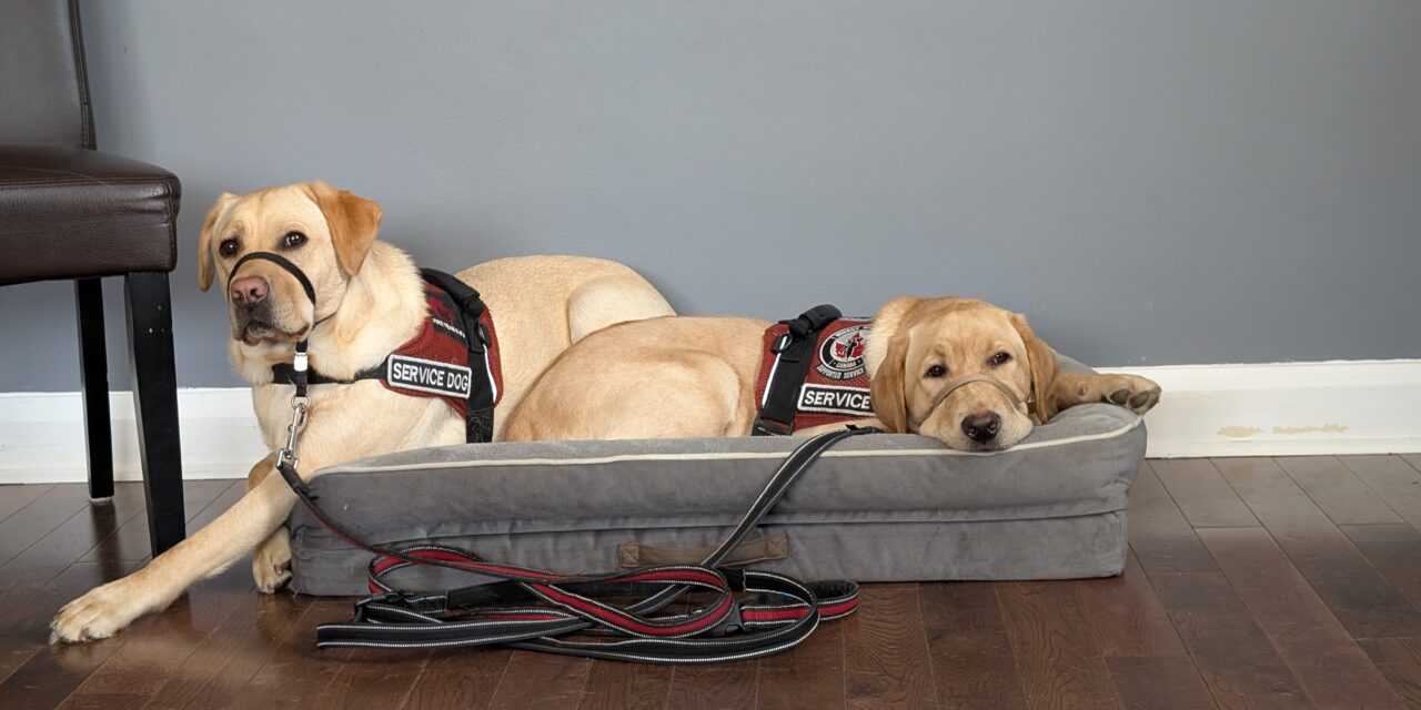 What Changes When a Facility Dog Joins a Workplace Mental Health Team?