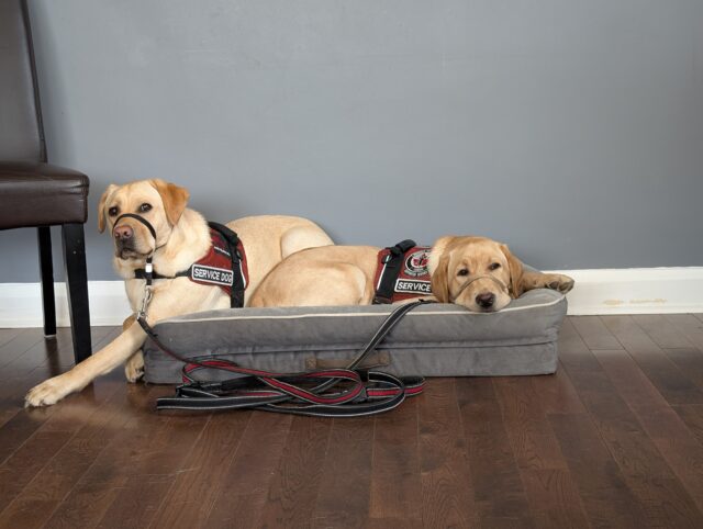 What Changes When a Facility Dog Joins a Workplace Mental Health Team?